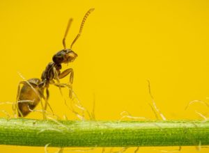 bugfuel-sustainable-eating